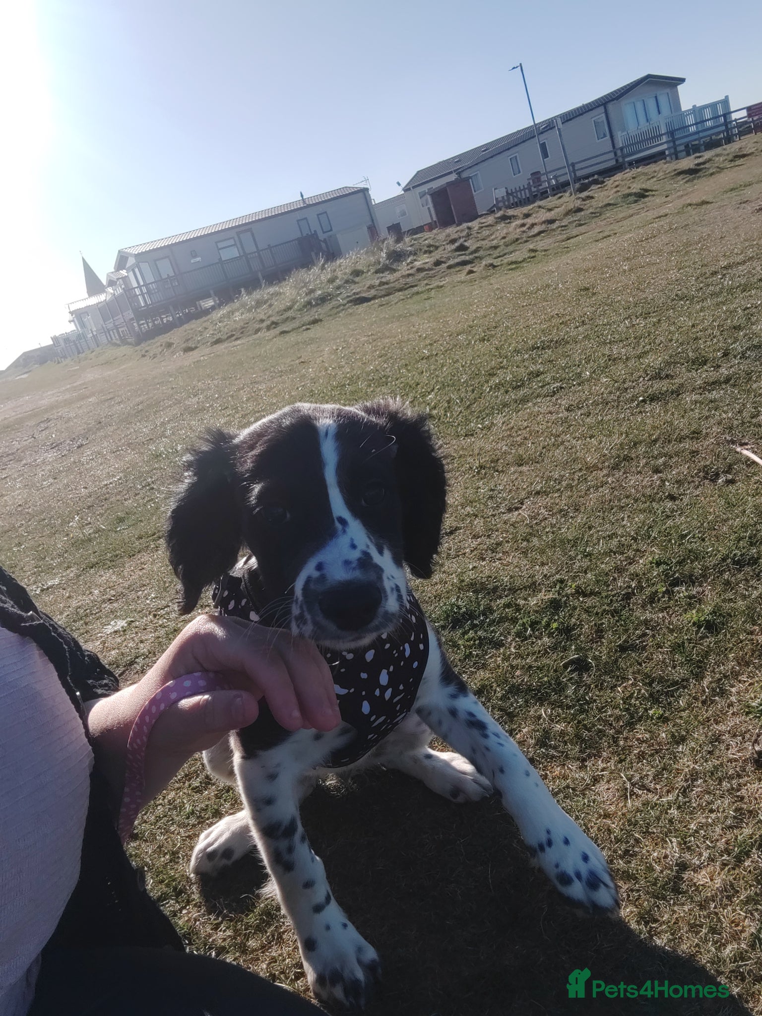 English Springer Spaniel dogs Springer pup female  - Advert 13