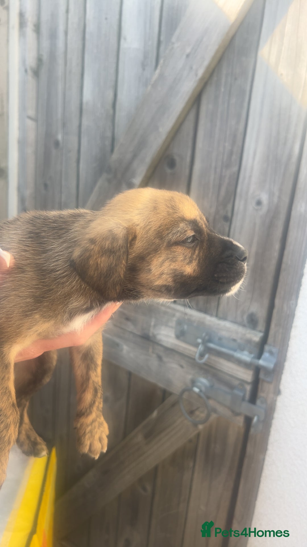 Mixed Breed dogs for sale: Outstanding terrier cross (bull Wheaton greyhound) - Image 9