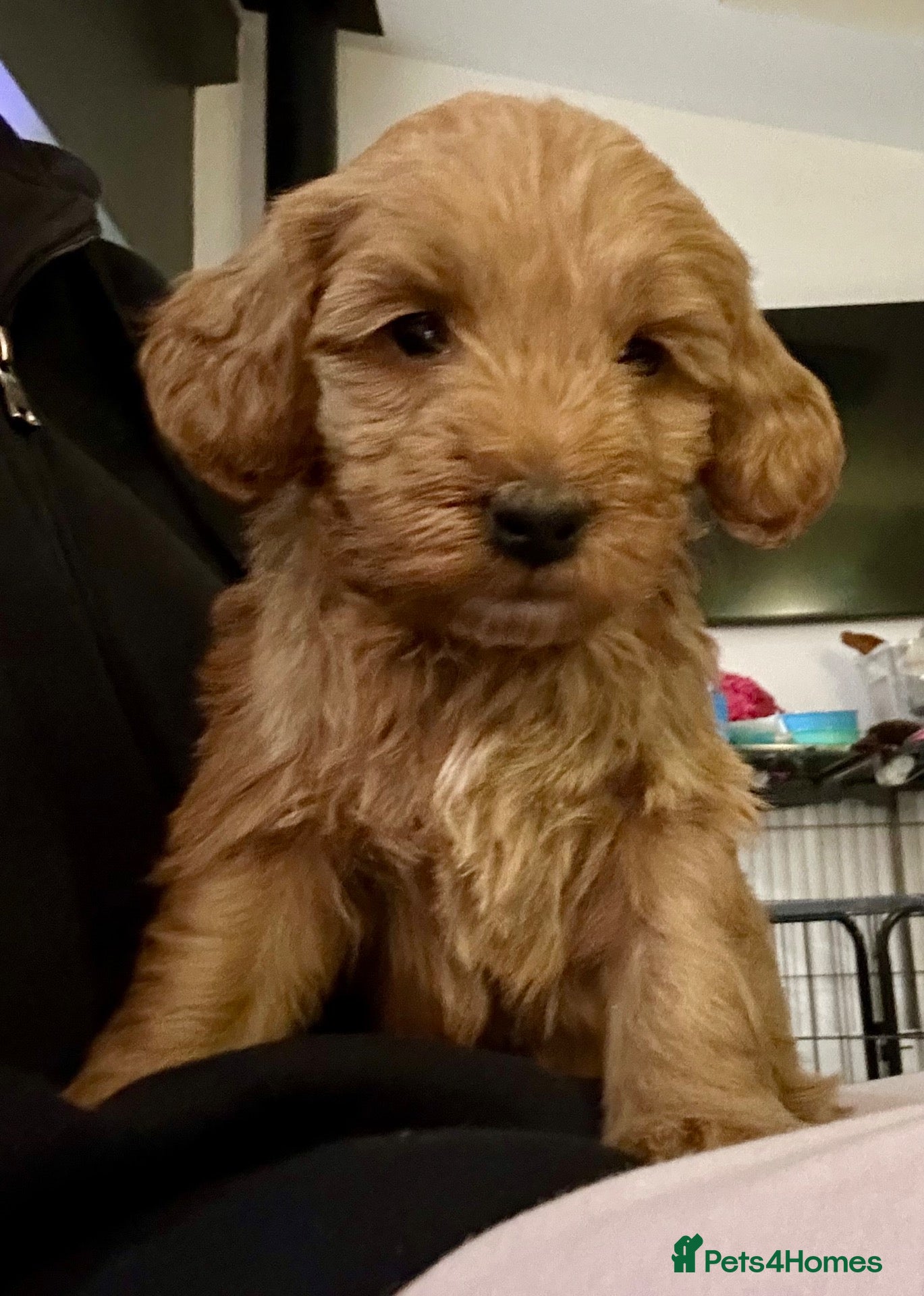 Cockapoo dogs Cockapoo Puppies  - Advert 5