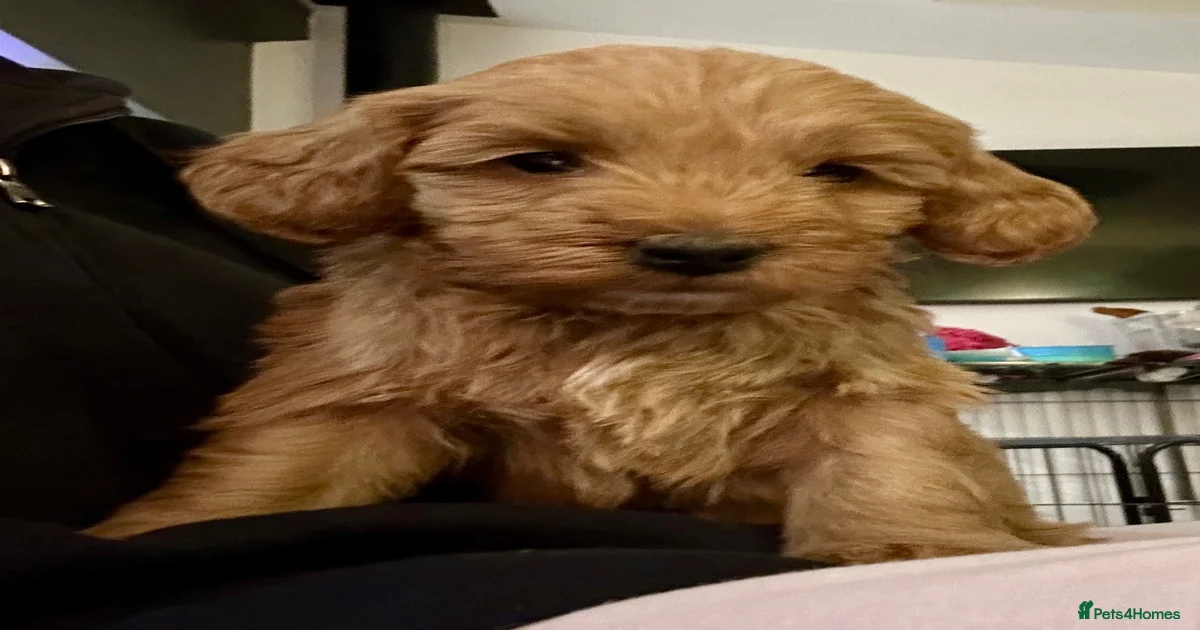 Cockapoo Puppies for sale in Wales | Pets4Homes