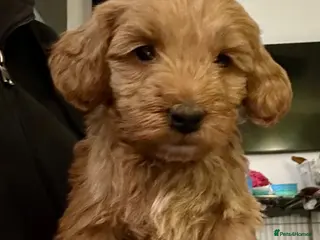 Cockapoo dogs Cockapoo Puppies - Advert 5