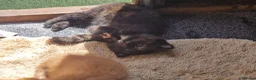 Mixed Breed cats for sale: Two kittens - Advert 6