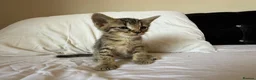 Mixed Breed cats for sale: Beautiful Bonded Tabby Boys – Reggie & Ronnie  - Advert 23