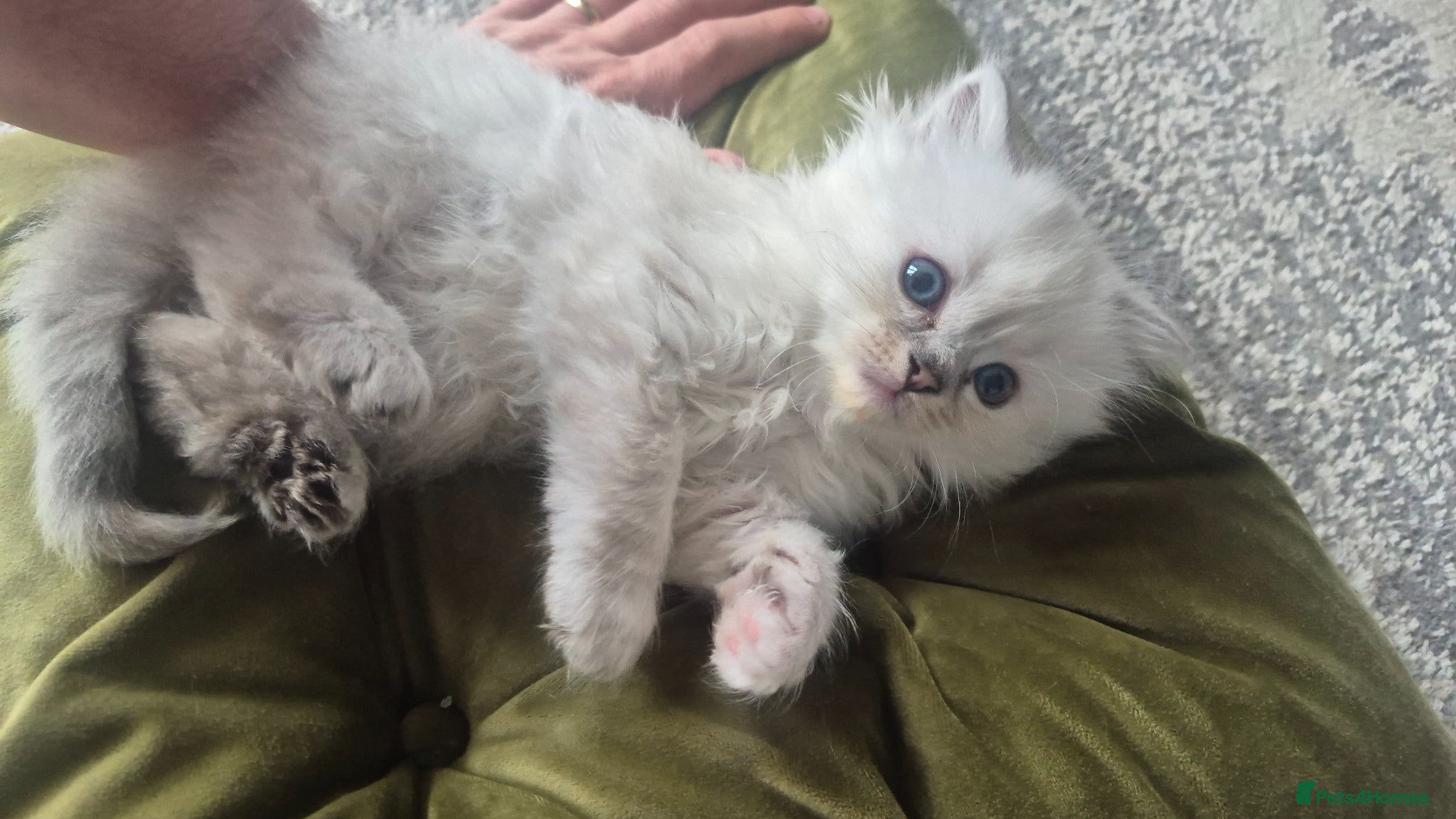 Ragdoll cats 3 Ragdoll kittens for sale  - Advert 1