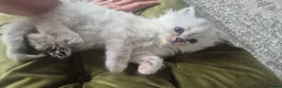Ragdoll cats for sale: 3 Ragdoll kittens for sale  - Advert 1