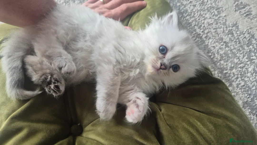 Ragdoll cats for sale: 3 Ragdoll kittens for sale  - Advert 1