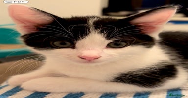 Mixed Breed cats - Advert 14