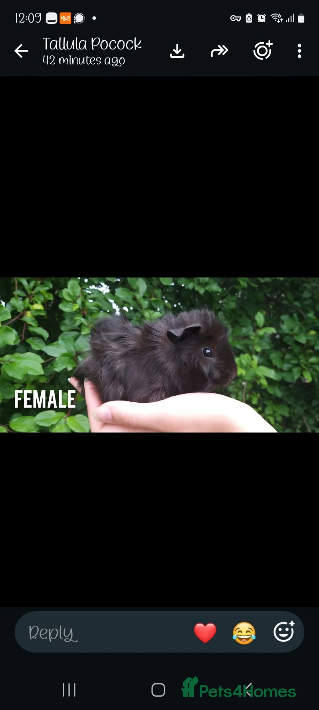 Guinea Pig rodents for sale: Baby female guineapigs   - Advert 3