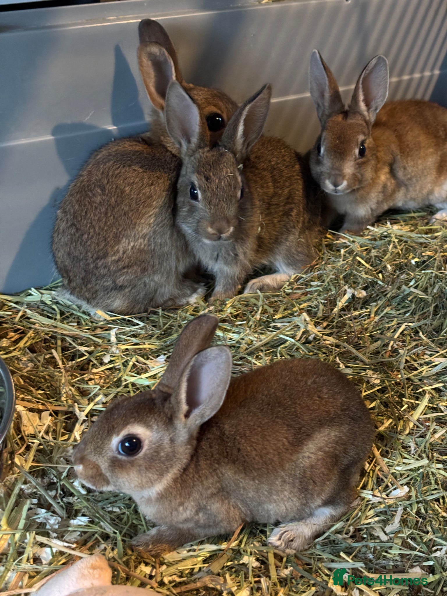 Rex rabbits for sale: Gorgeous velvet Rex babies - Advert 6