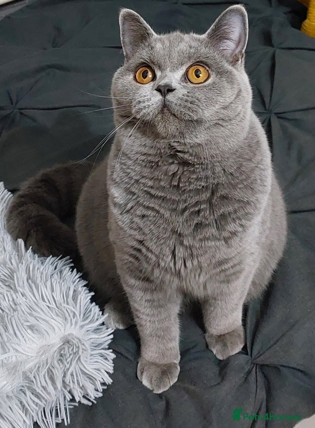 British Shorthair cats for sale: ‼️PRESTIGIOUS‼️🏆CH SIRED FEMAL - Advert 8