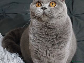 British Shorthair cats ‼️PRESTIGIOUS‼️🏆CH SIRED FEMAL - Advert 7