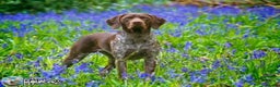 German Shorthaired Pointer dogs for stud: Jasper AKA Swallow of the north in Chesterfield - Advert 10
