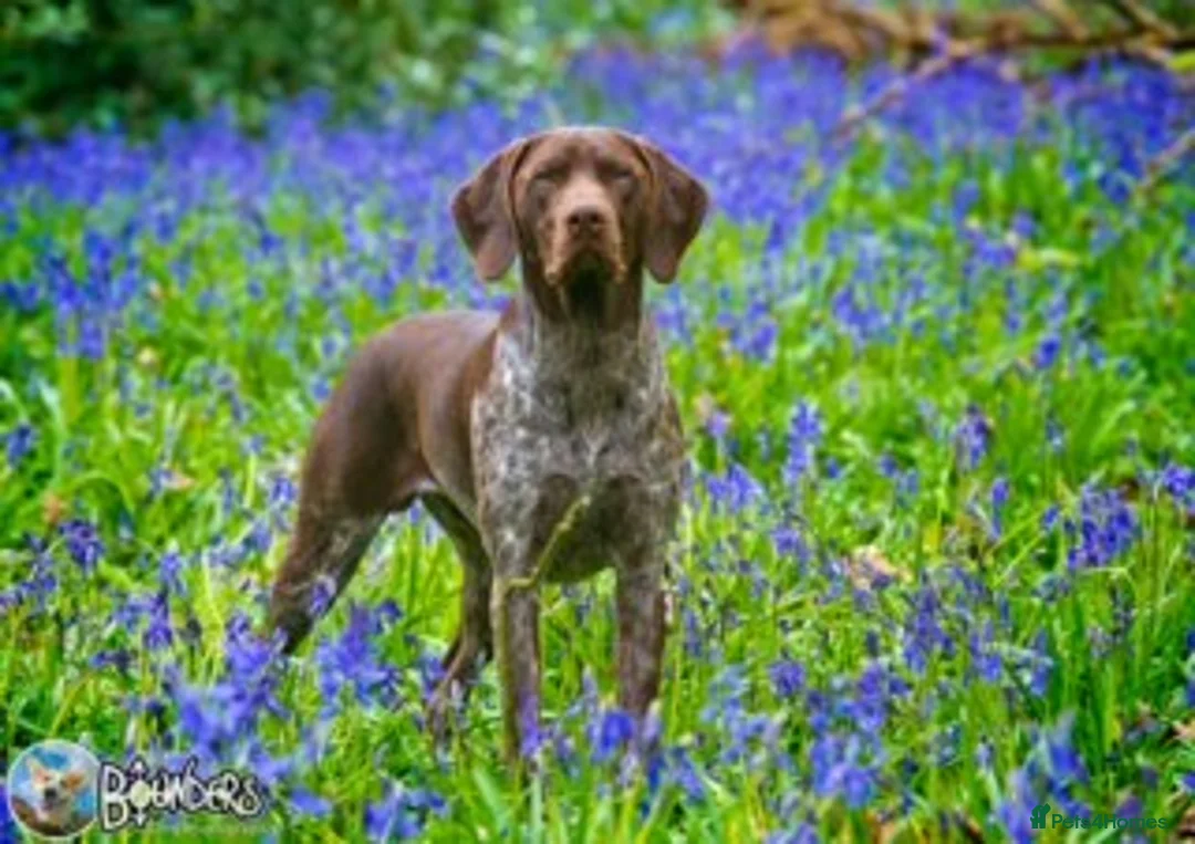 German Shorthaired Pointer dogs for stud: Jasper AKA: Swallow Of The North - Advert 2