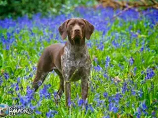 German Shorthaired Pointer dogs Jasper AKA: Swallow Of The North - Advert 6