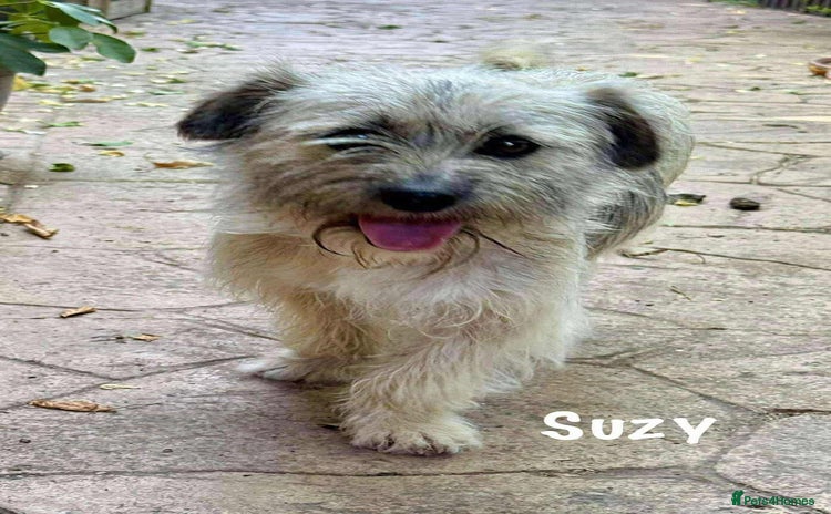 Mixed Breed dogs - Advert 5