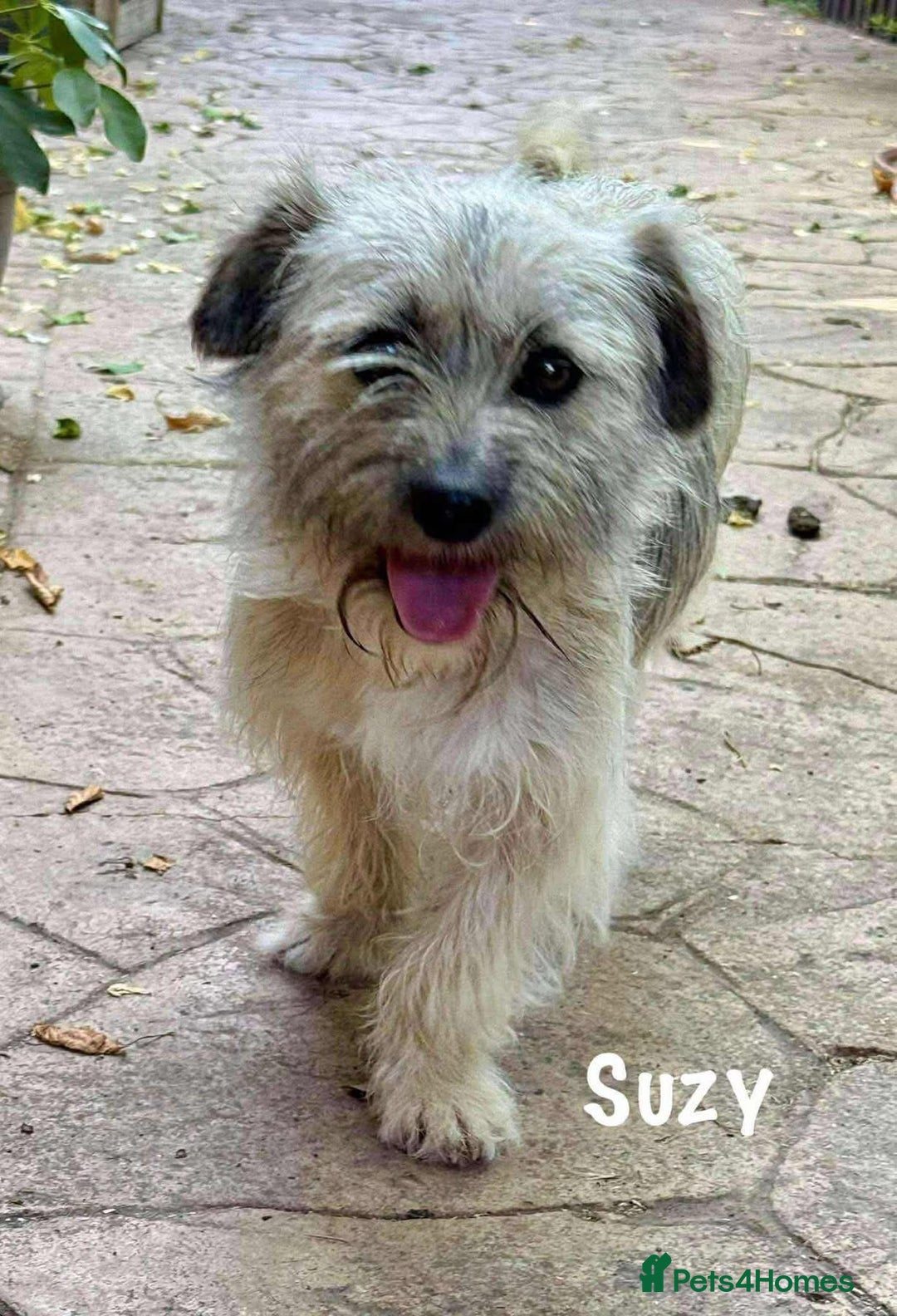 Mixed Breed dogs for adoption: Suzy - Norwich Norfolk  - Image 1