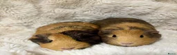 Guinea Pig rodents for sale: Two tri-coloured sows  - Advert 1