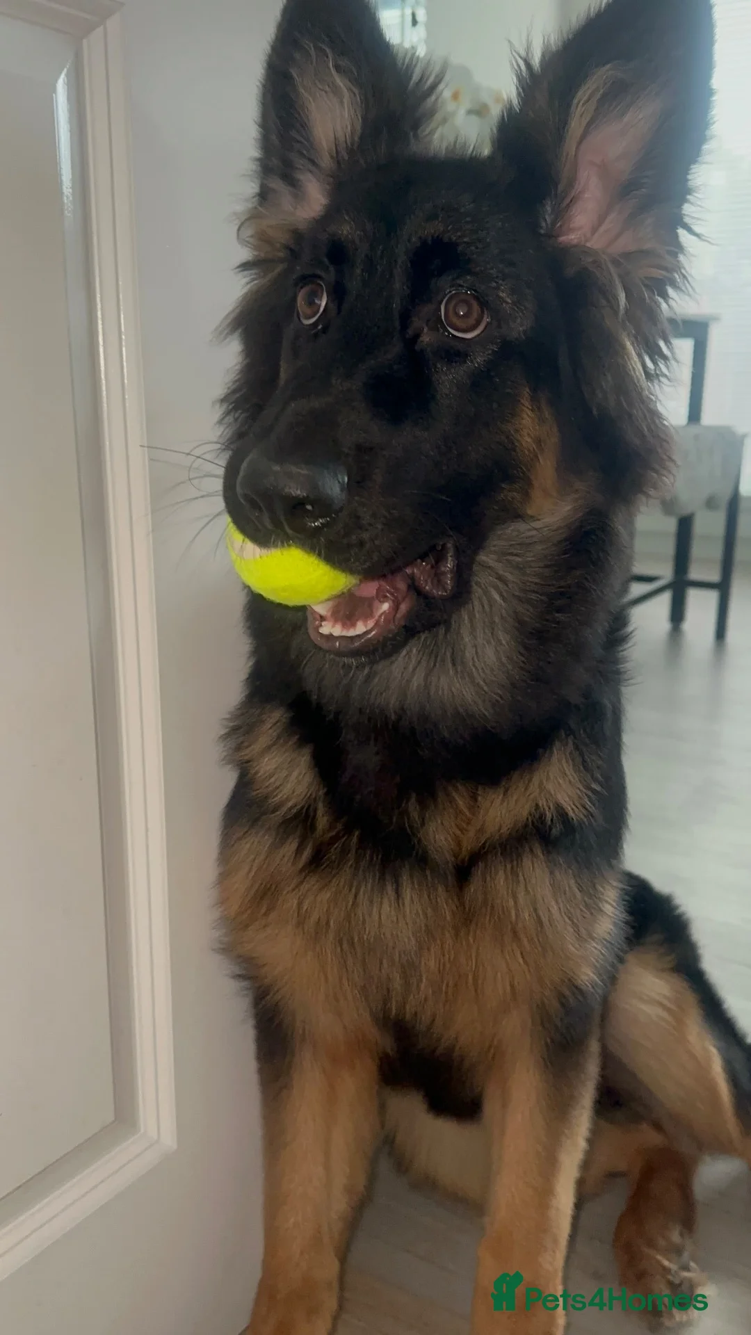 German Shepherd dogs for sale: German Shepherd Female  - Advert 1