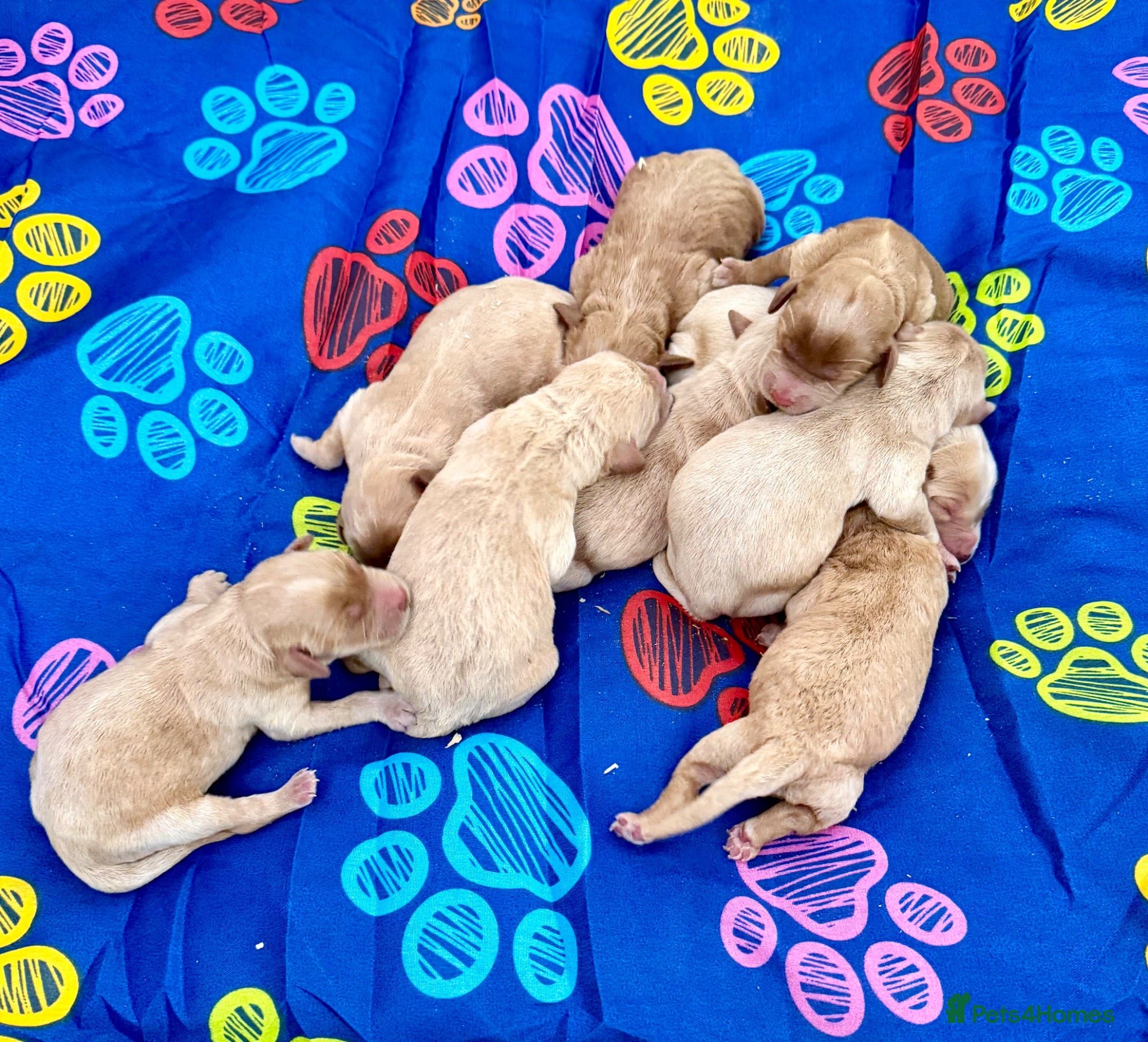 Labradoodle dogs Miniature Labradoodles frm licensed Exp breeder - Advert 1