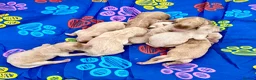 Labradoodle dogs for sale: Miniature Labradoodles frm licensed Exp breeder - Advert 1