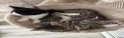 RagaMuffin cats for sale: 3 Male Ragamuffin Kittens - Advert 1
