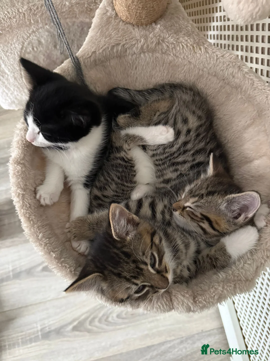 RagaMuffin cats for sale: 3 Male Ragamuffin Kittens - Advert 1