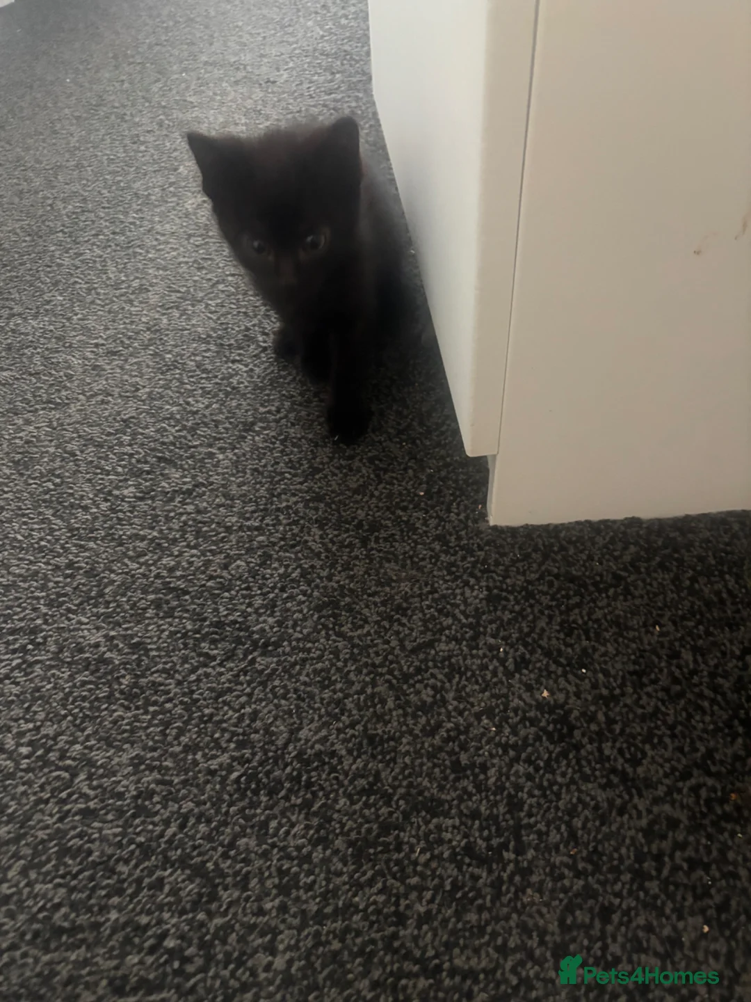 Mixed Breed cats for sale: 4 adorable kittens ready for their new home  - Advert 5