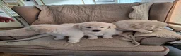 Golden Retriever dogs for sale: Golden Retreiver Puppies  - Advert 14