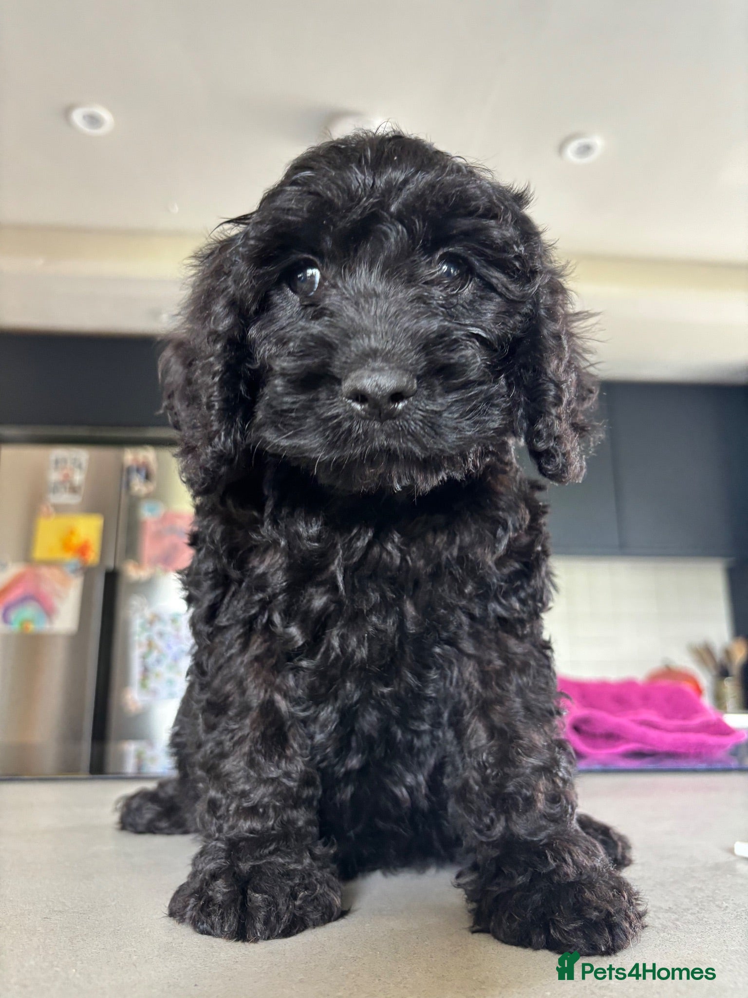 Cockapoo dogs F1 happy Cockerpoos  - Advert 4