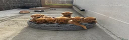 Labrador Retriever dogs for sale: Fox red Labrador  - Advert 8