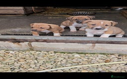 Plummer Terrier dogs for sale: Plummer terrier x - Image 1