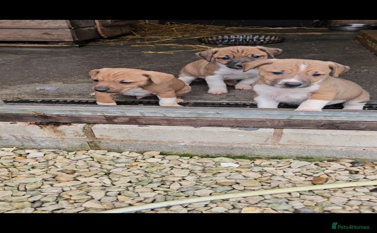 Plummer Terrier dogs - Advert 1