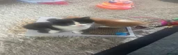Mixed Breed cats for sale: Mixed Breed Ragdolls  - Advert 3