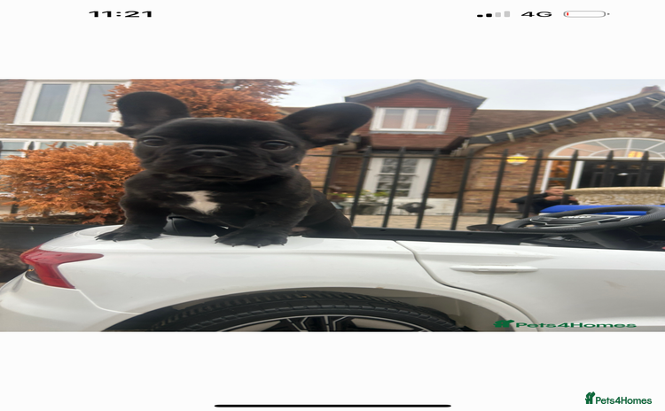French Bulldog dogs - Advert 1