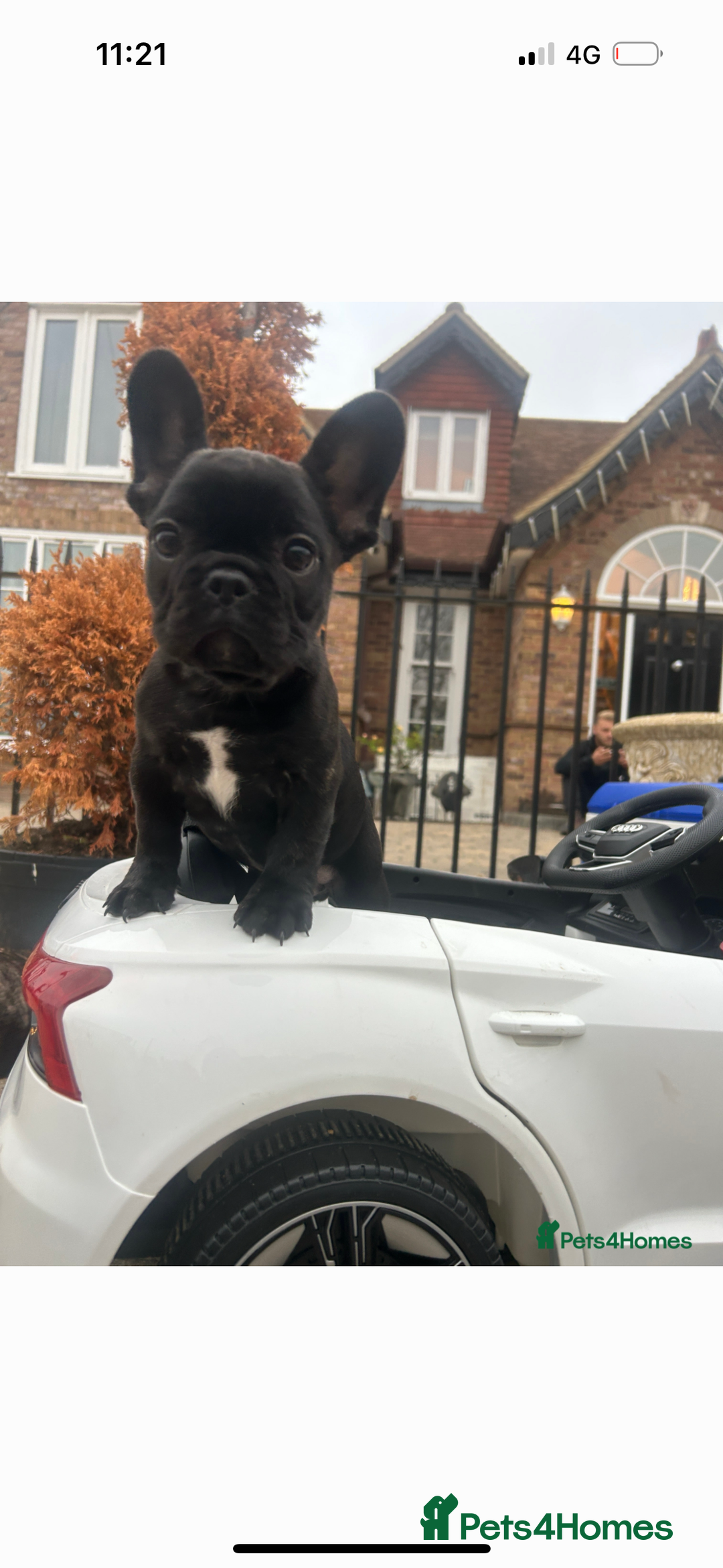 French Bulldog dogs for sale: Frenchie puppy for sale  - Image 1
