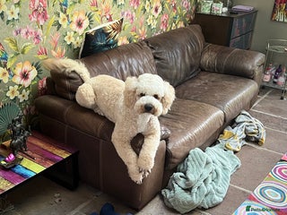 Mixed Breed dogs Lagotto x sproodle Sonny - Advert 4