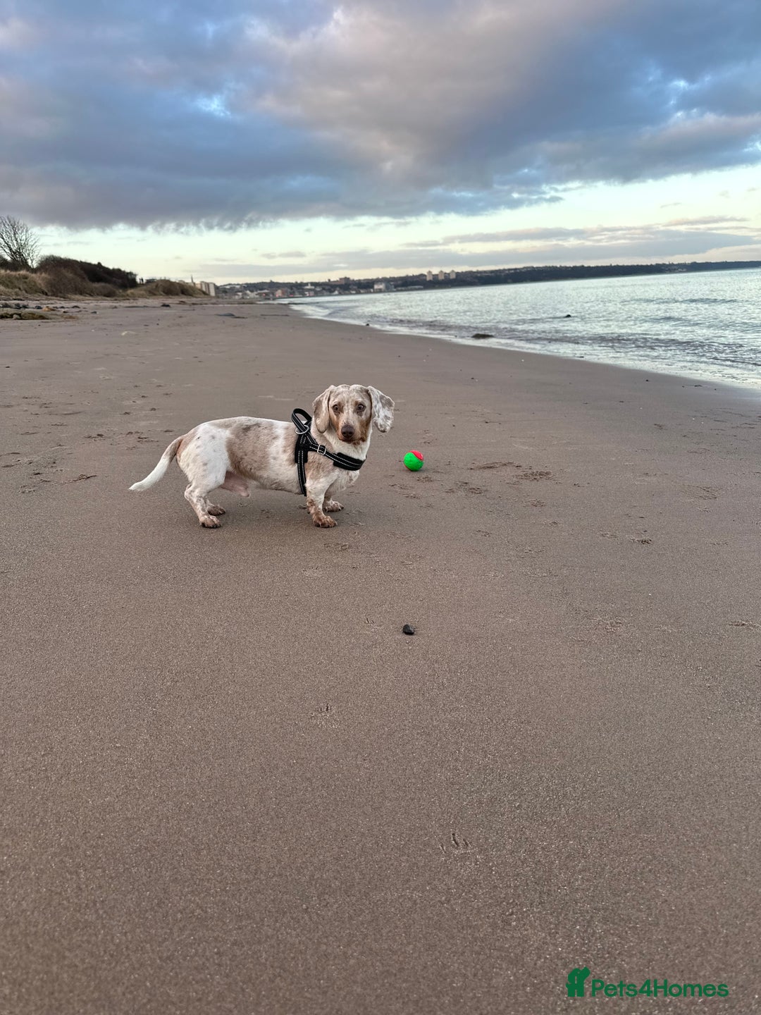 Miniature Dachshund dogs for sale: Miniature Dachshund for sale - Image 1
