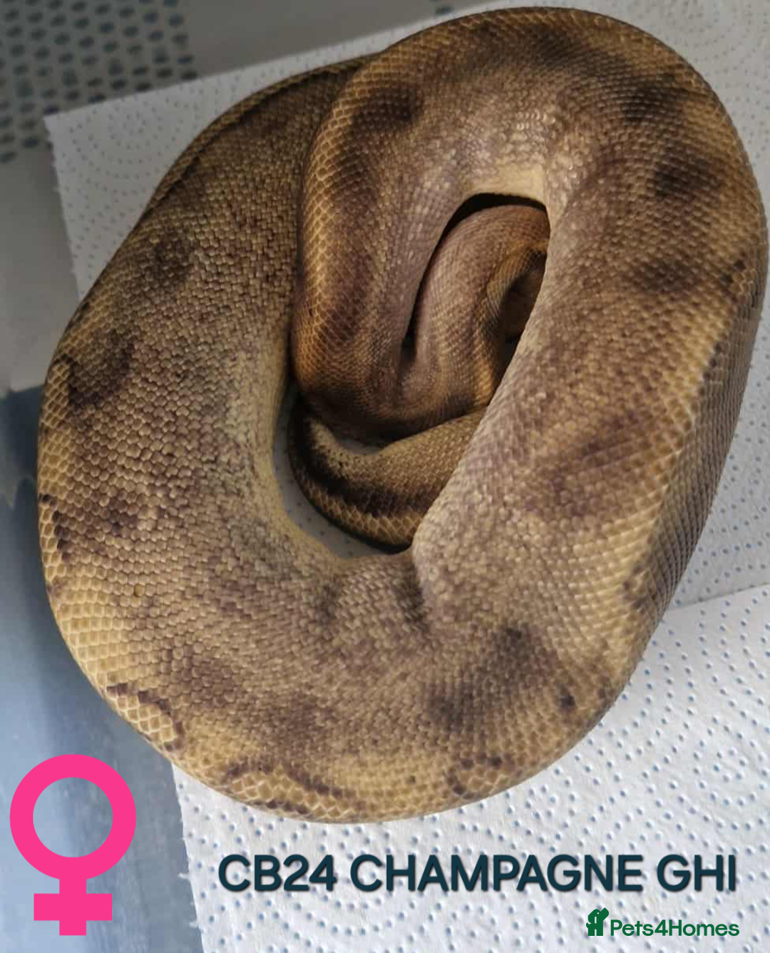 Python Snake reptiles for sale: Various hatchlings and sub adults in West Bromwich - Image 9