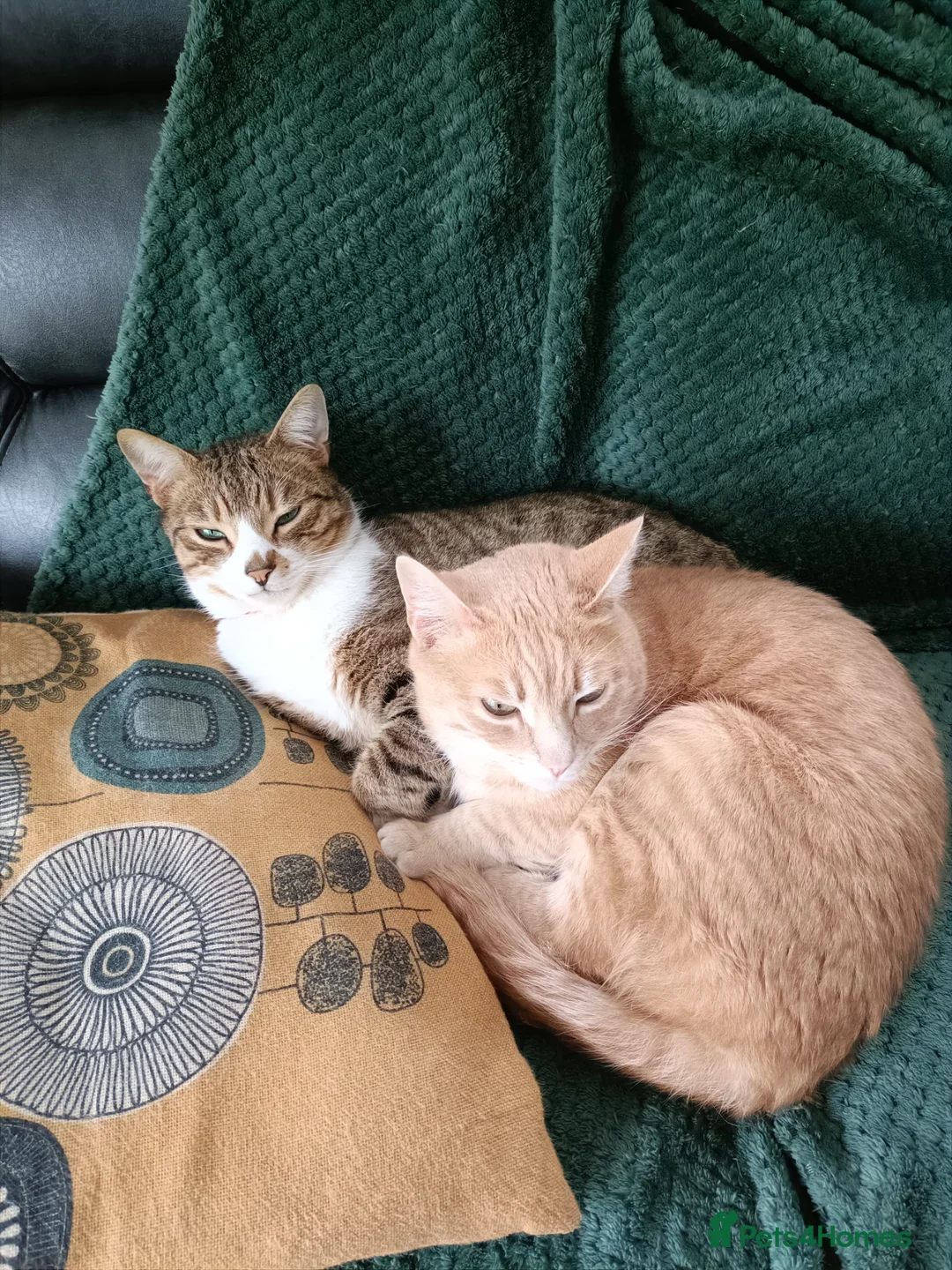 Bengal cats for sale: Brothers looking for loving humans - Advert 1