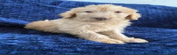 Labradoodle dogs for sale: Ready Now! Beautiful F1b Labradoodles  - Advert 24
