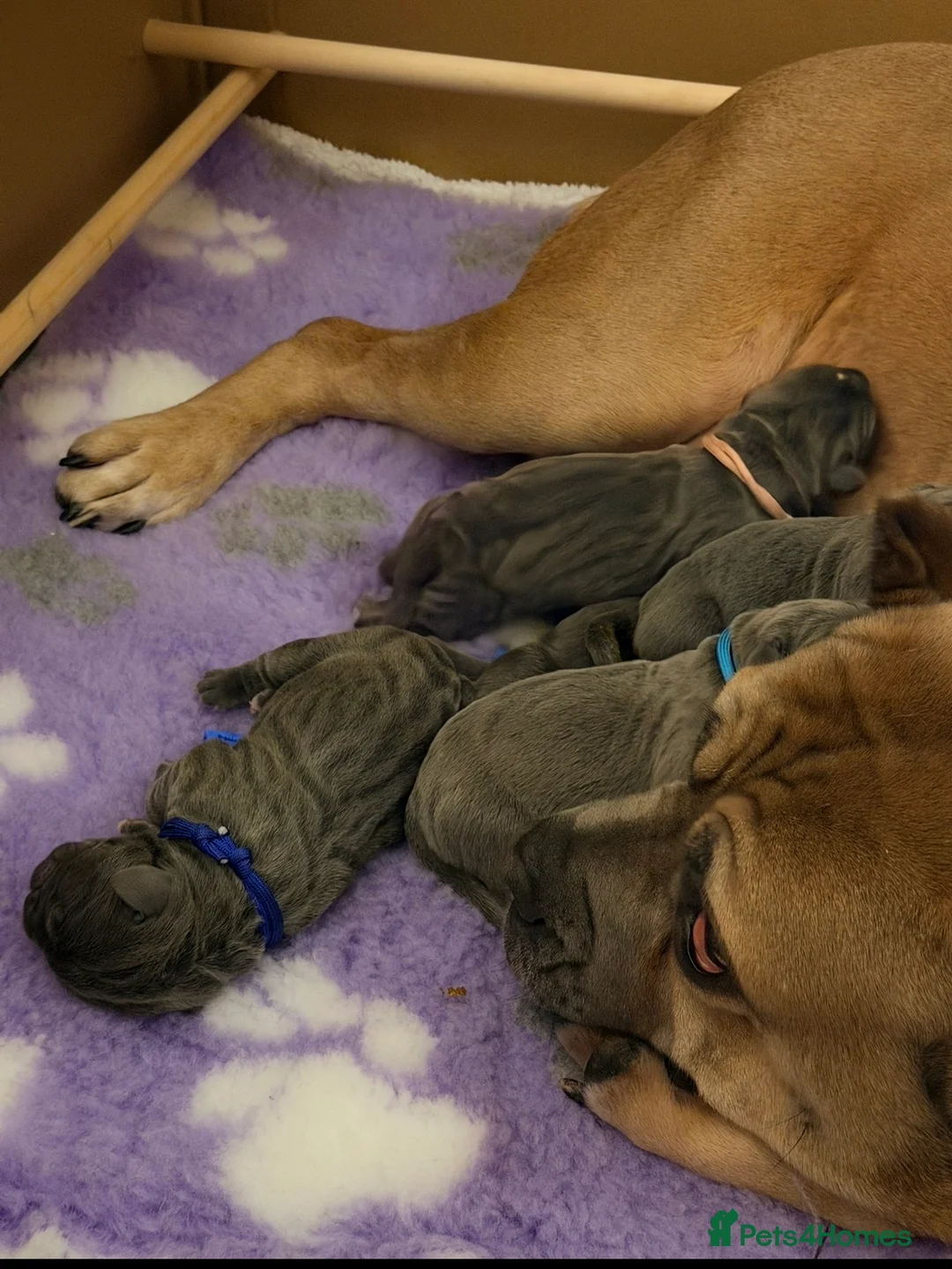 Cane Corso dogs for sale: Blue Cane Corso puppies  in Dukinfield - Advert 1