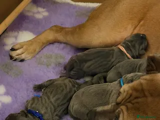 Cane Corso dogs Blue Cane Corso puppies - Advert 1