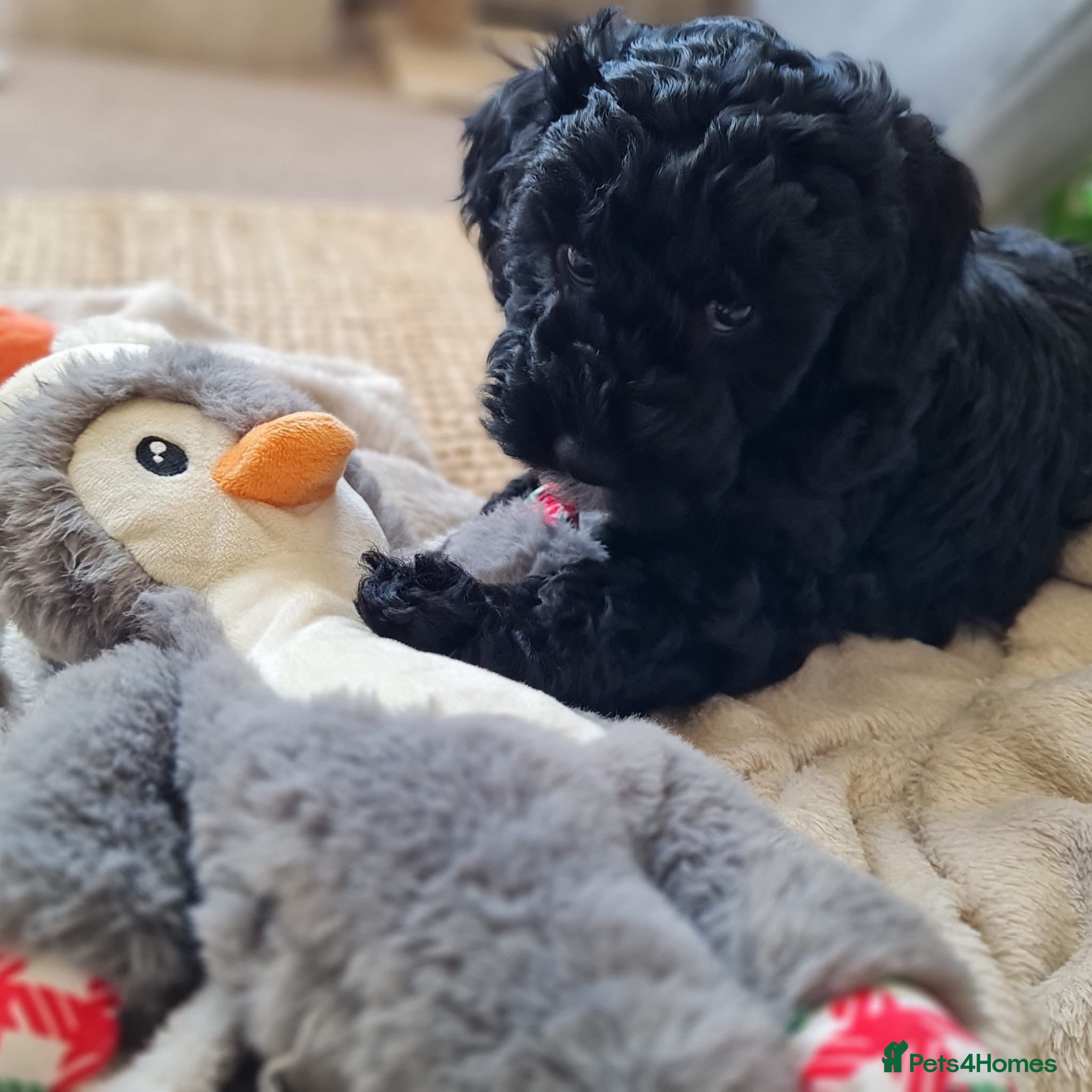 Maltipoo dogs Female Maltipoo puppy! - Advert 4