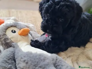 Maltipoo dogs Female Maltipoo puppy! - Advert 1