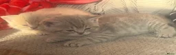 British Shorthair cats for sale: British shorthair kittens  - Advert 4