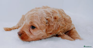 Cavapoo dogs - Advert 8