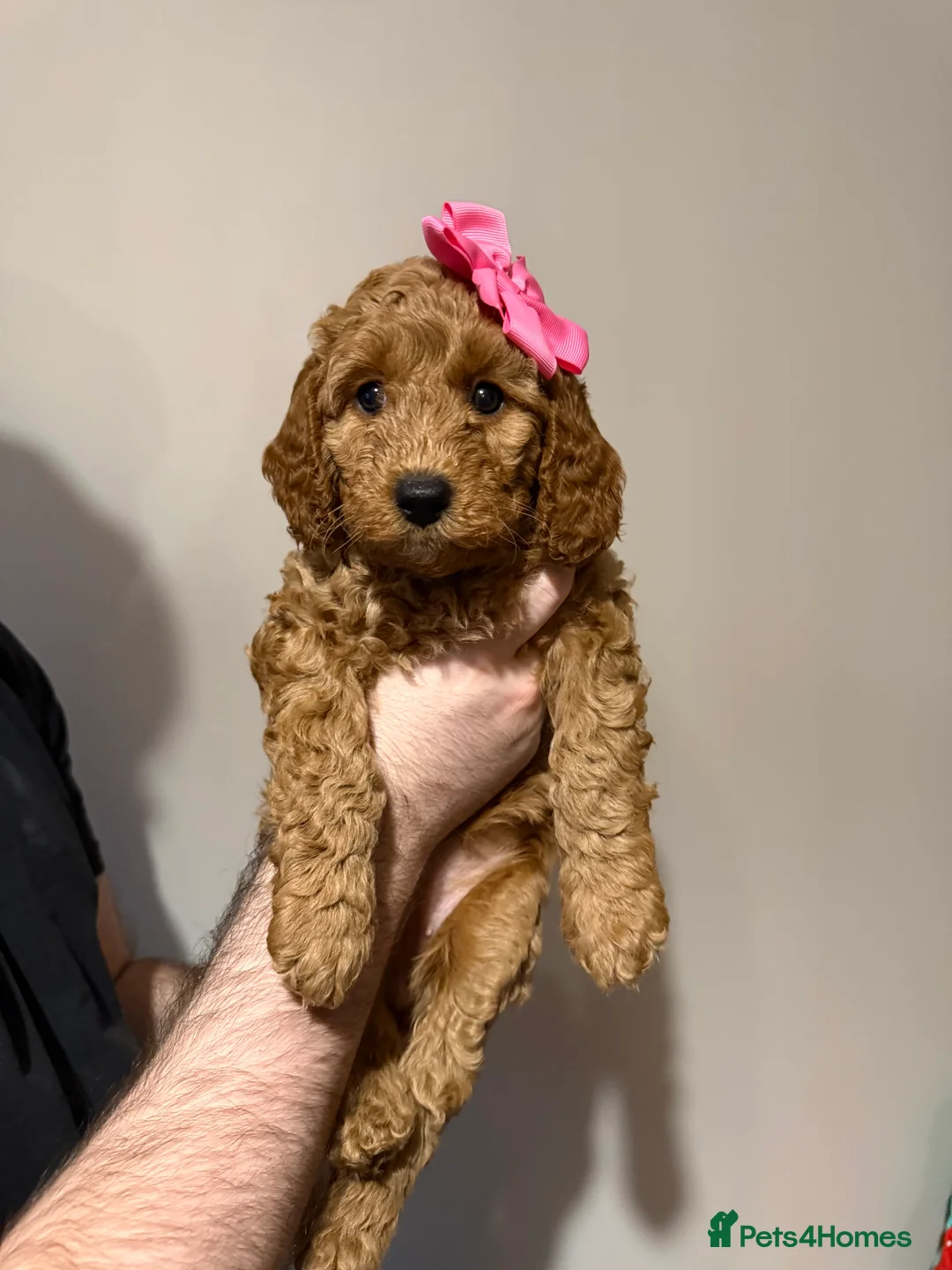 Labradoodle dogs for sale: Exceptional F1BB Labradoodle Puppies - Home Raised - Advert 35