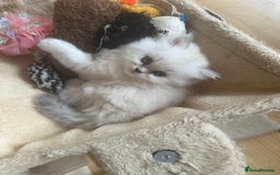 Persian cats for sale: 2 beautiful  persian pedigree chinchilla kittens - Image 4