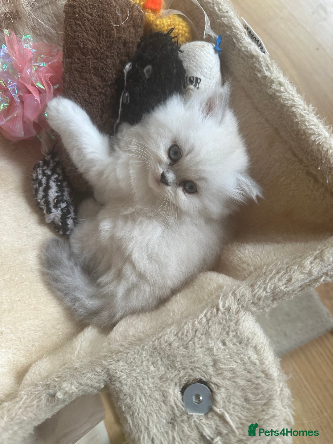 Persian cats for sale: 2 beautiful  persian pedigree chinchilla kittens - Image 4