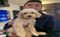 Cavapoochon dogs for stud: 🐾 Stud Available – Meet Eggy the Cavapoochon! 🐾 - Advert 16